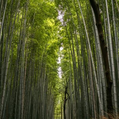 米加城市世界手游下载